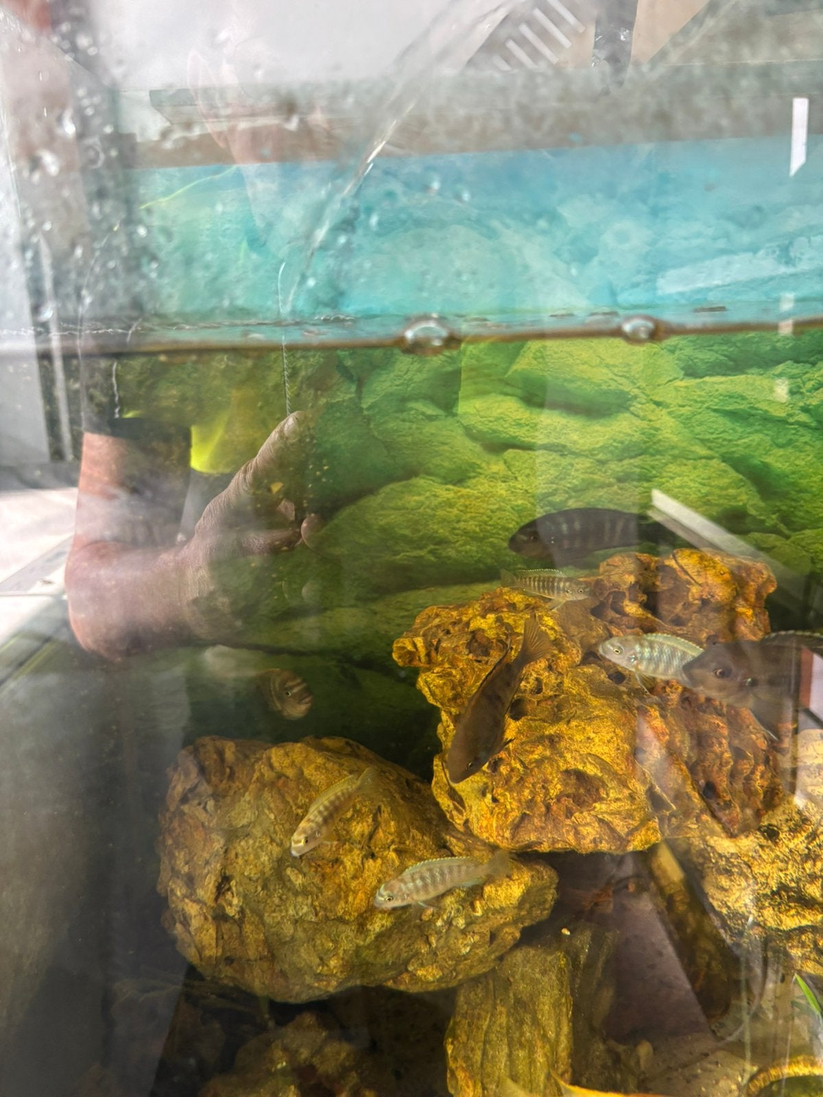 Vissen, Dieren en Toebehoren, Reptielen en Amfibieën