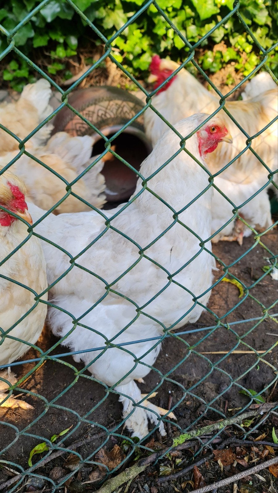 Brahma lemon pyle hennen raszuiver, Dieren en Toebehoren, Vrouwelijk, Kip