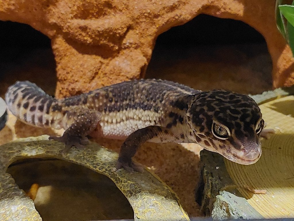 Luipaardgekko Pure black night man, Dieren en Toebehoren