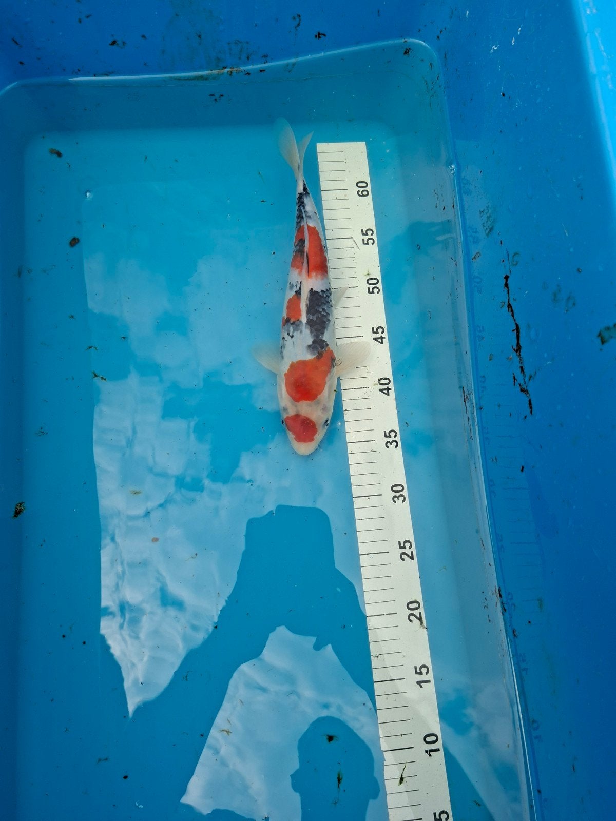 Japanse koi maruten sanke, Karper of Koi