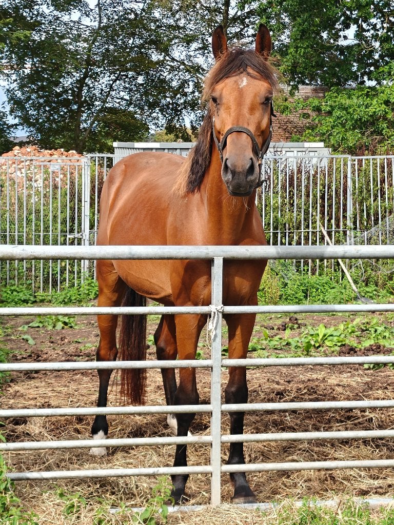 7 jarige hengst te koop, Dieren en Toebehoren, Paarden, Met stamboom, Springpaard, Hengst, 7 tot 10 jaar