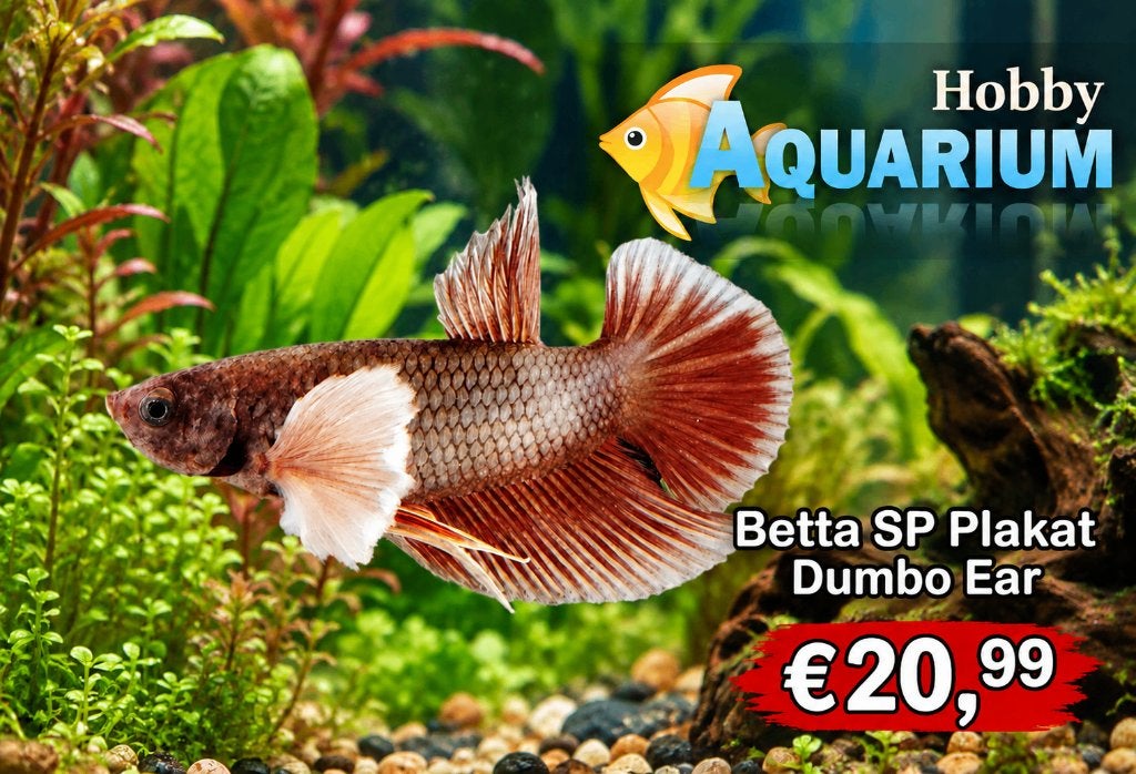 Betta SP Plakat Dumbo Ear / ruime keuze mooie Kempvissen, Vis, Zoetwatervis