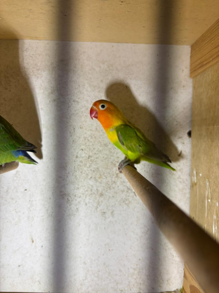 Jonge dwergpapegaai ficherie, Tam