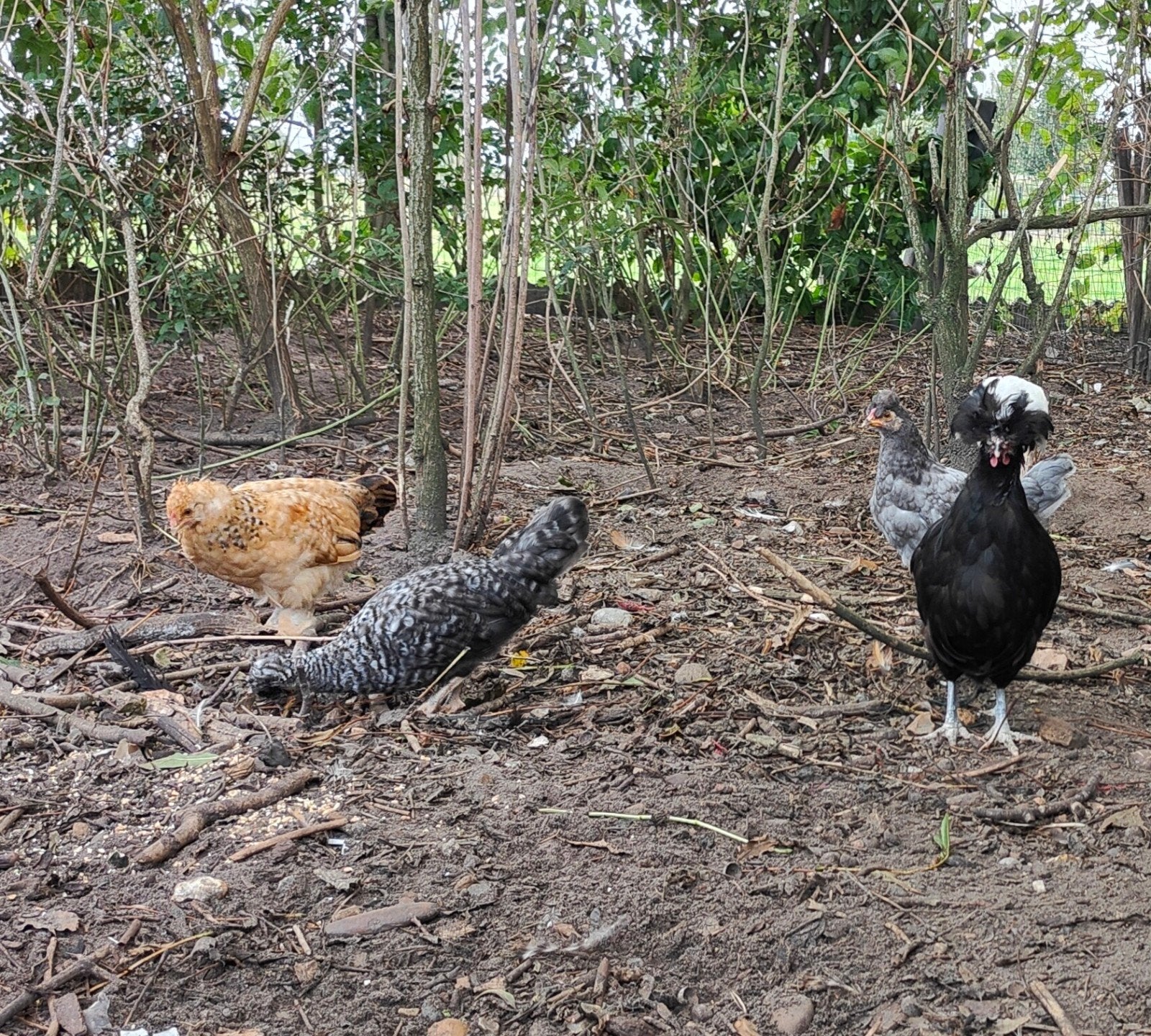 krielkuikens aruacana kuifhoen, Dieren en Toebehoren