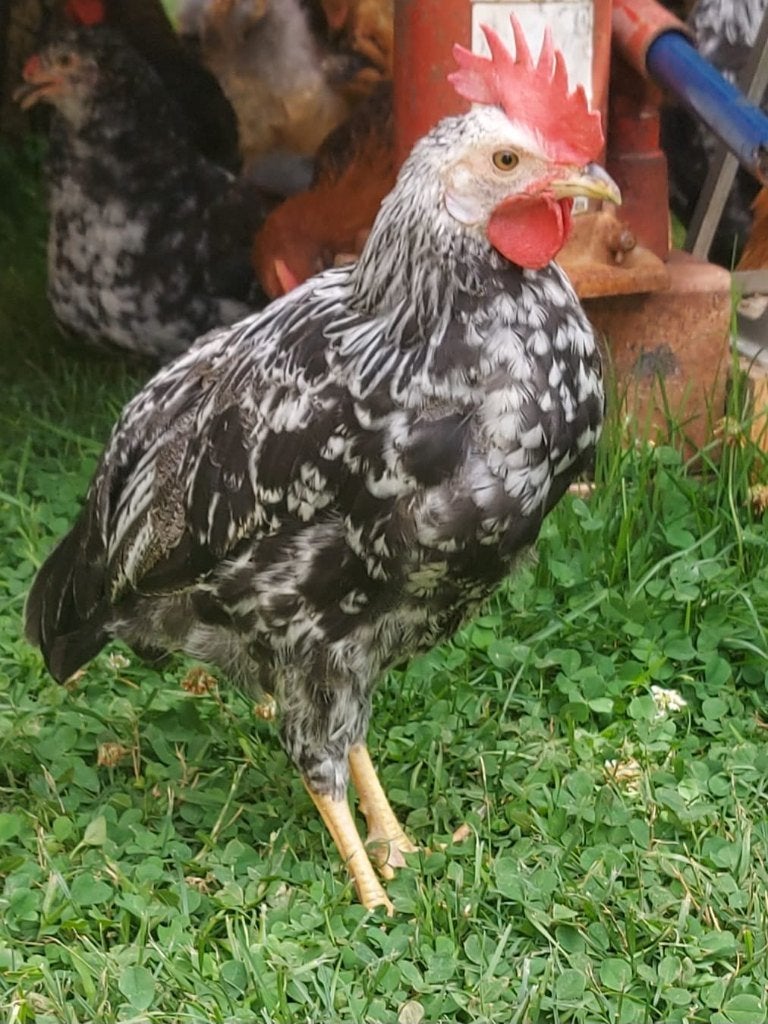 Leghorn zilverpatrijs hanen, Dieren en Toebehoren, Pluimvee, Mannelijk, Kip