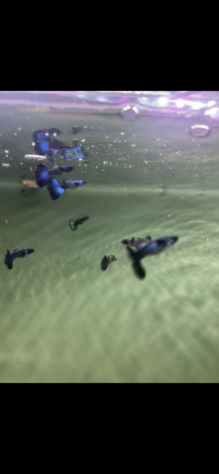 14 Blue Moscow guppy’s, Dieren en Toebehoren, Vissen | Aquariumvissen