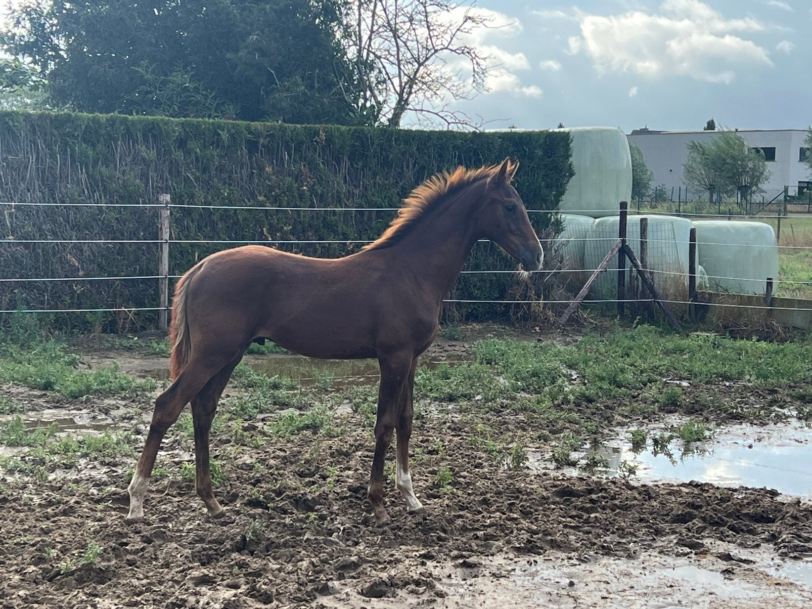Dressuur hengst veulen Viva vegas,  veel kwaliteit en braaf, Animaux & Accessoires, Chevaux, Étalon
