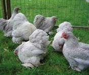 cochin kippen, Meerdere dieren, Kip