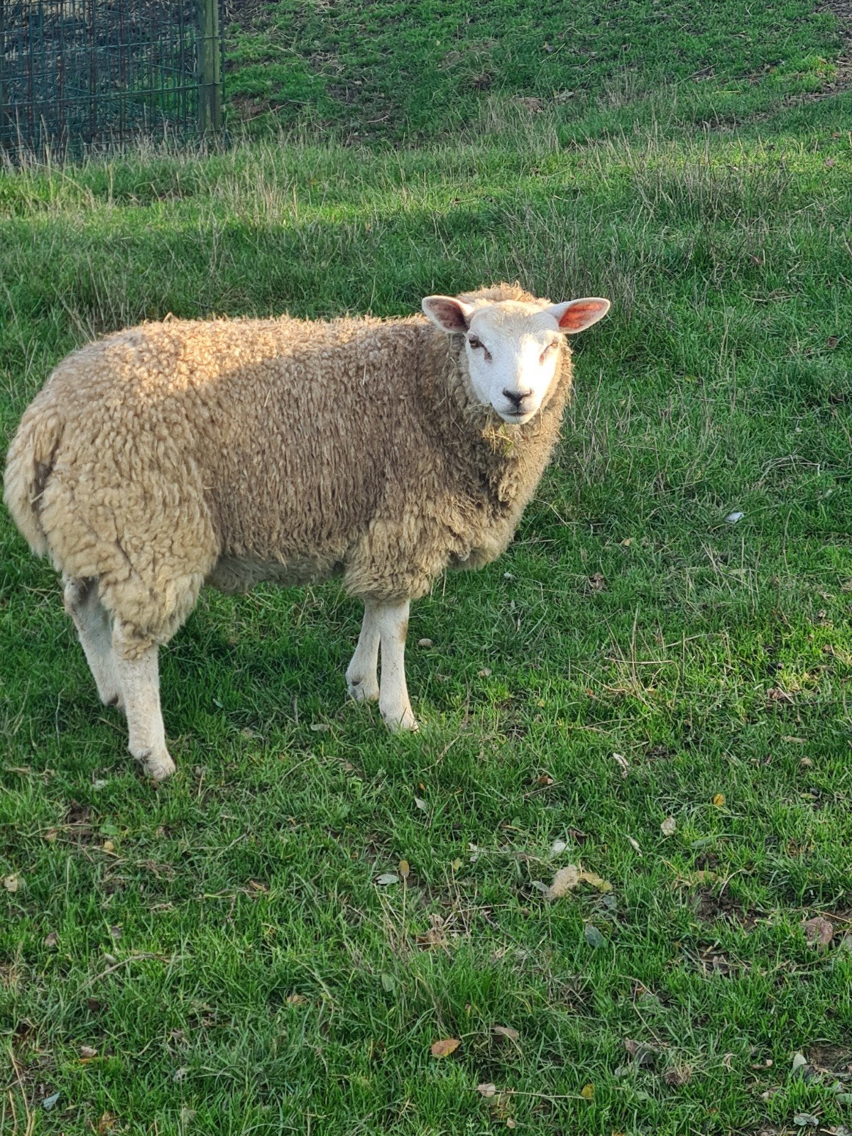 lamsvlees te koop, Dieren en Toebehoren, Mannelijk, Schaap, 0 tot 2 jaar
