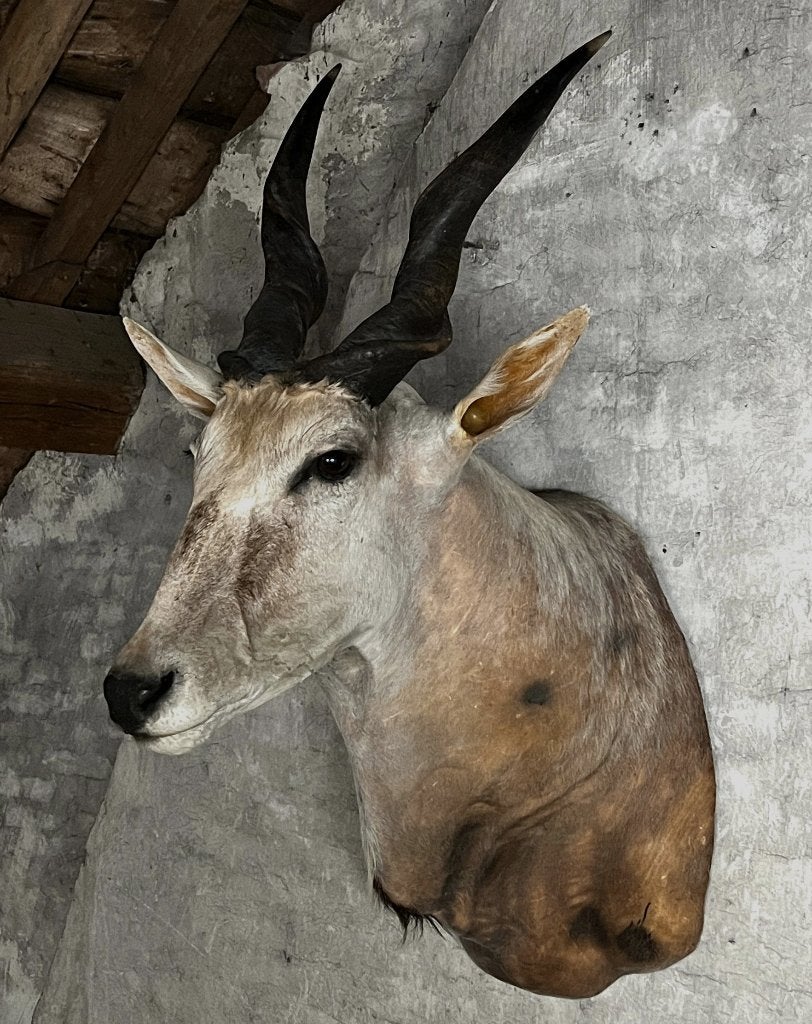Taxidermie : orignal, antilope, Enlèvement, Comme neuf, Animal sauvage, Animal empaillé
