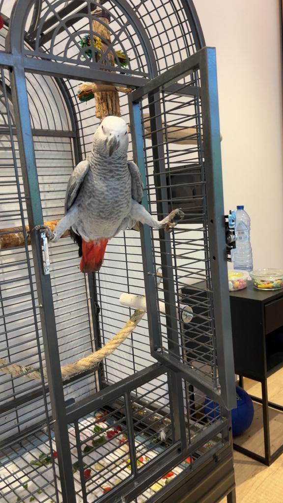 Gris de gabon, Dieren en Toebehoren, Vogels | Parkieten en Papegaaien, Vrouwelijk, Papegaai, Pratend