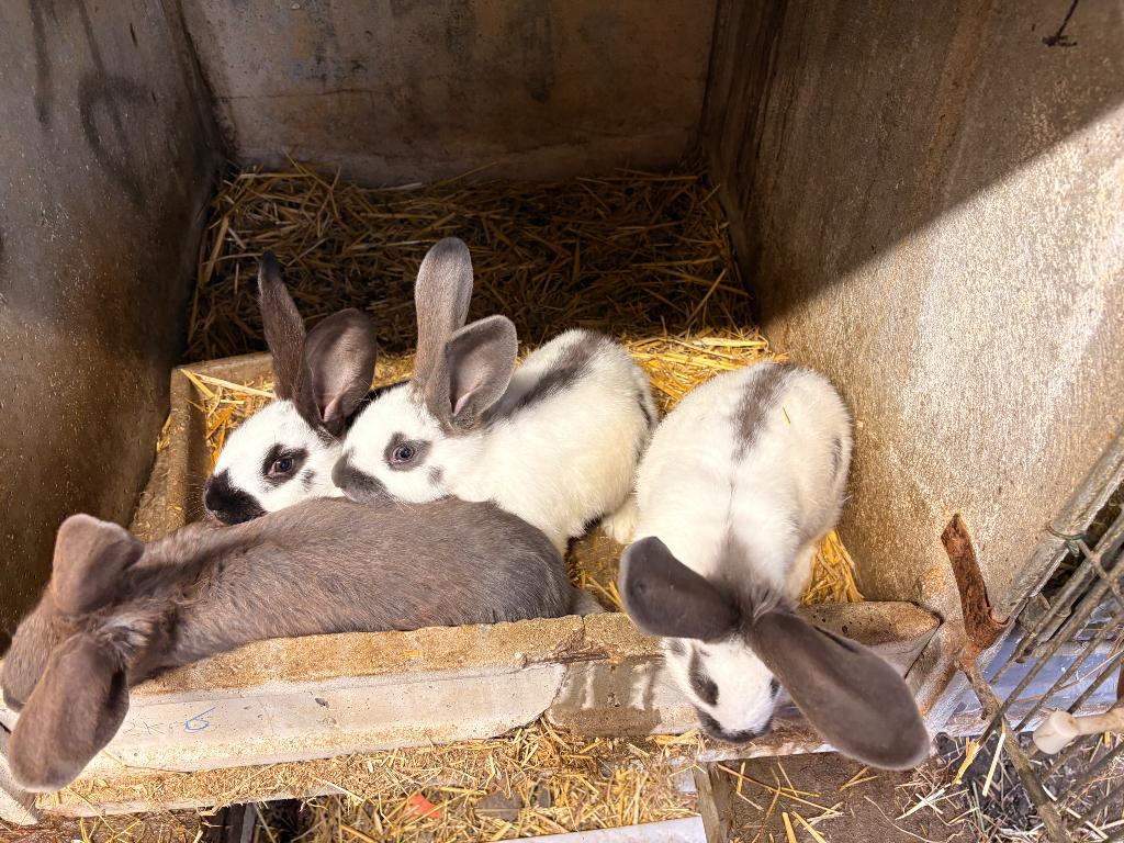 À vendre plusieur race de lapin, Plusieurs animaux, Grand, 0 à 2 ans