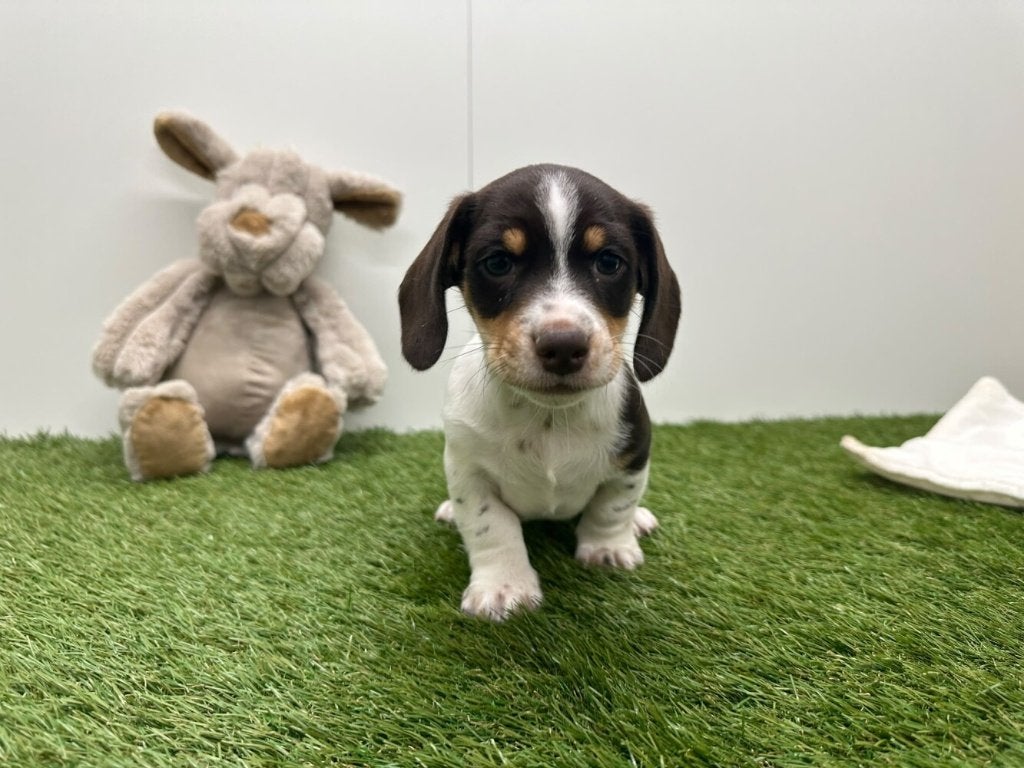 Nestje Dwergteckel pups