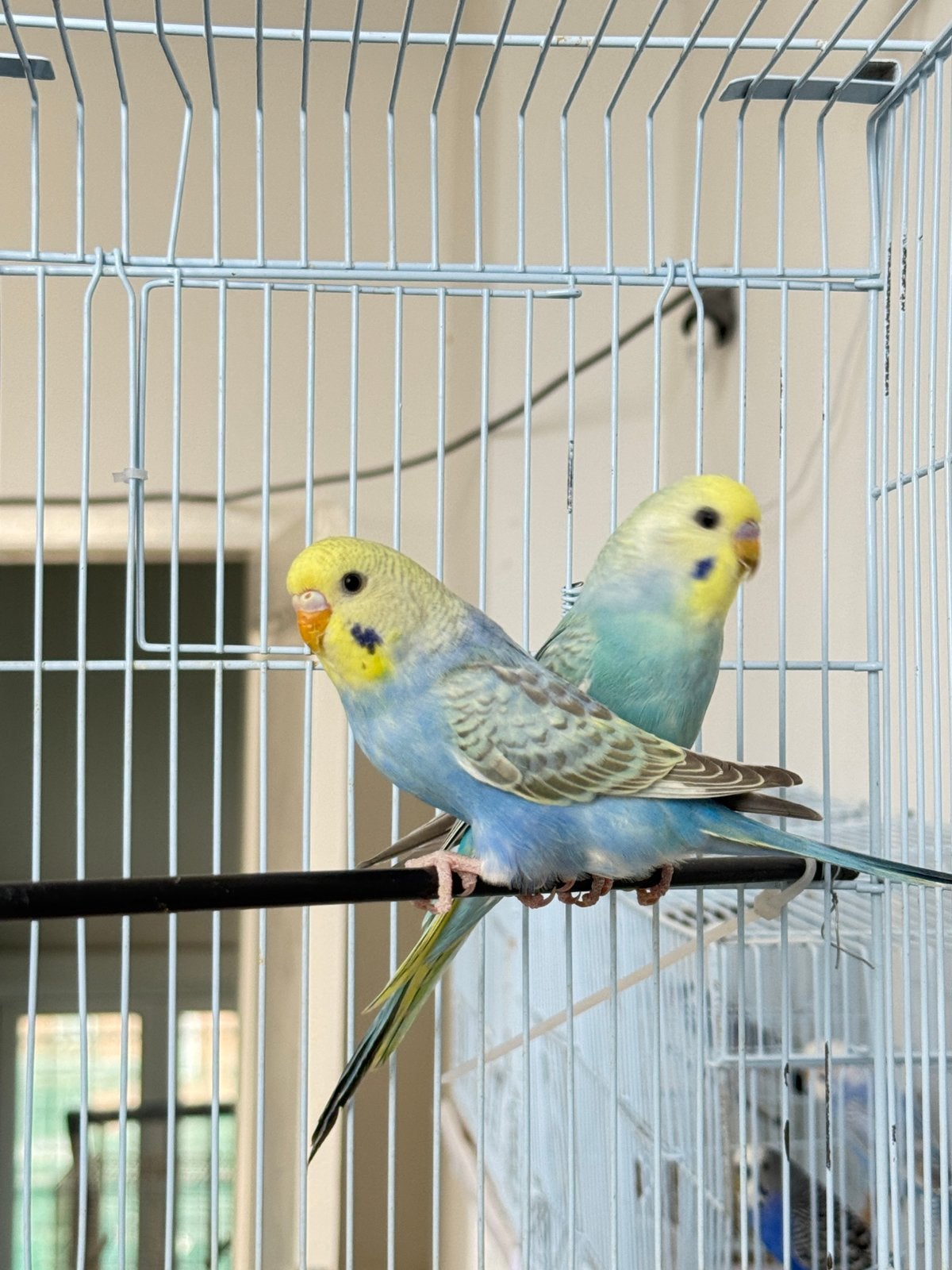 Jeune couple de perruches arc-en-ciel à vendre