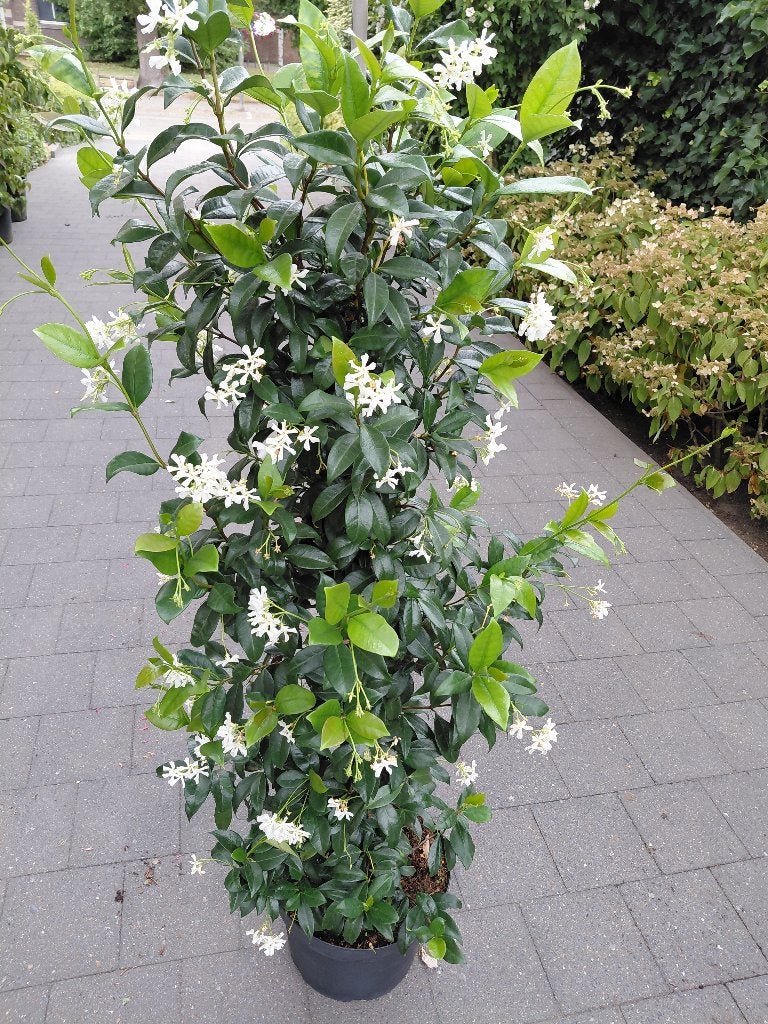 Toscaanse Jasmijn, Ophalen, In pot, Halfschaduw