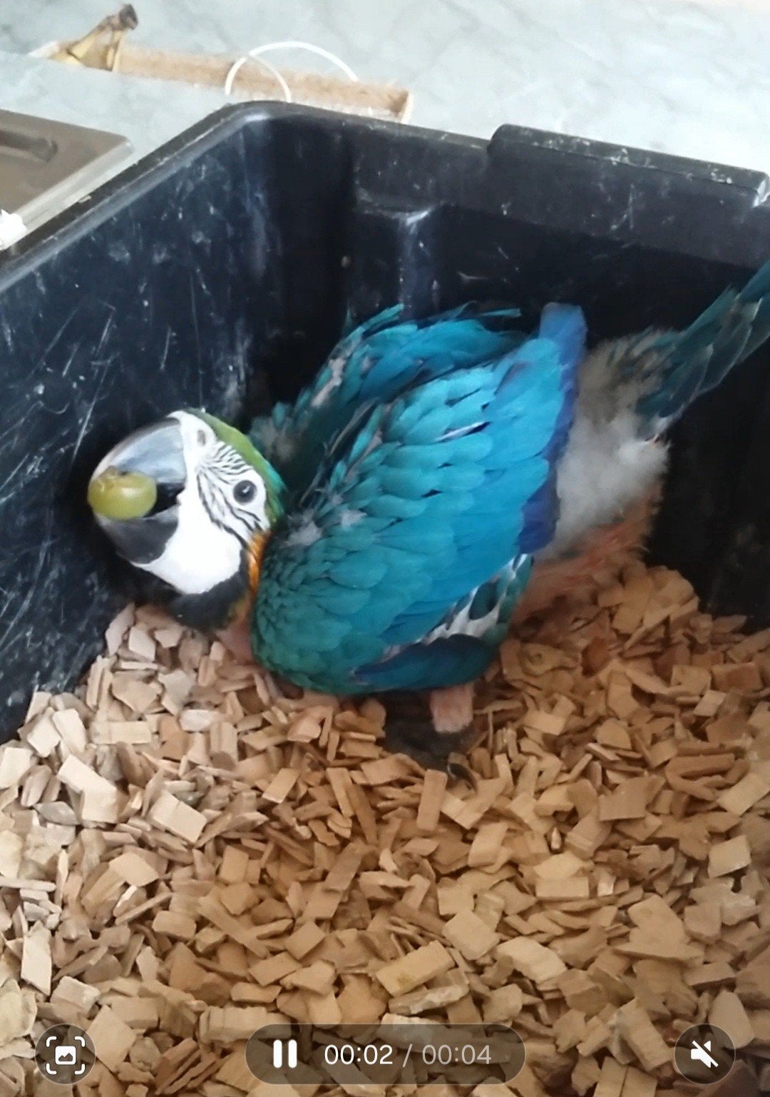 Blauwgele ara baby
