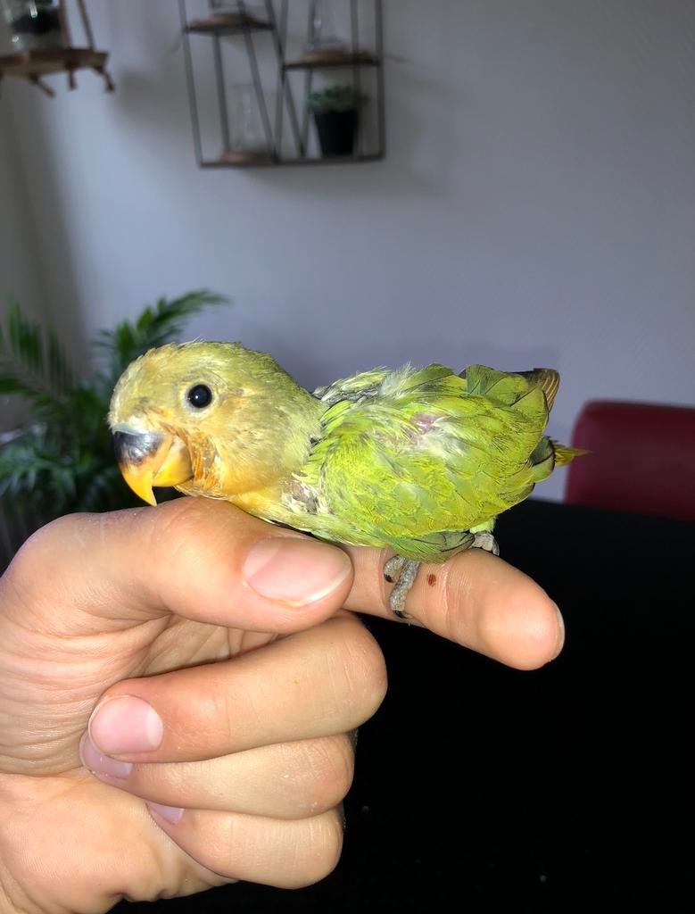 Dwergpapegaaien voor handopfok, Dwergpapegaai of Agapornis, Geringd
