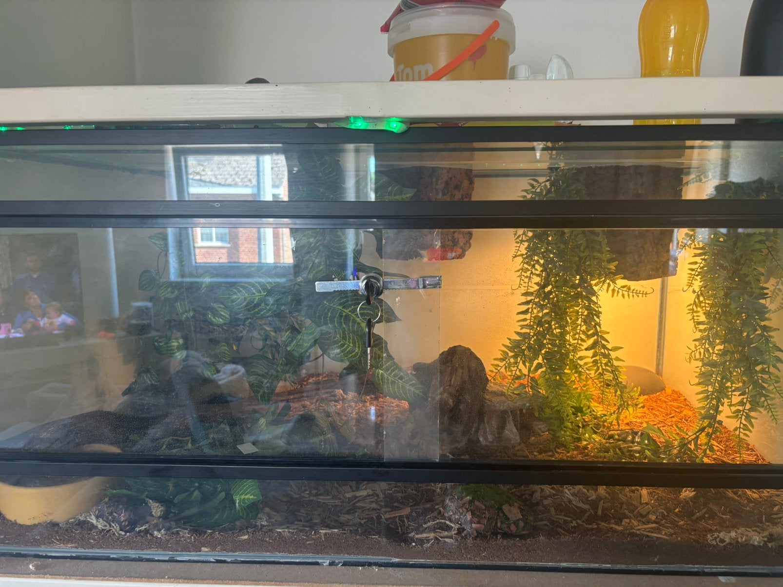 Terarium avec boule en python, Animaux & Accessoires, Enlèvement, Comme neuf