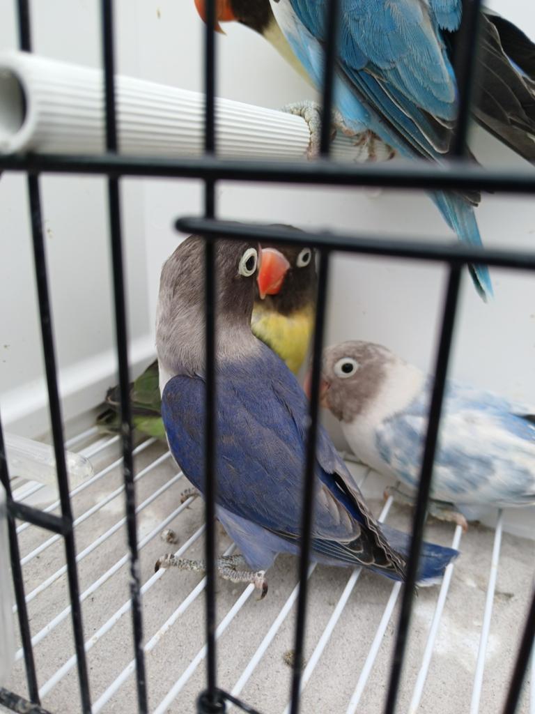 Personata.s, Dieren en Toebehoren, Vogels | Parkieten en Papegaaien