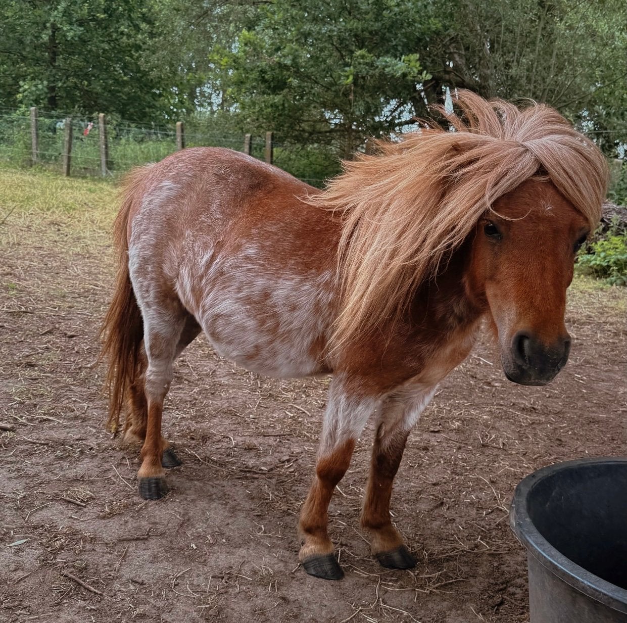 Shetland merrie 4j, Jument