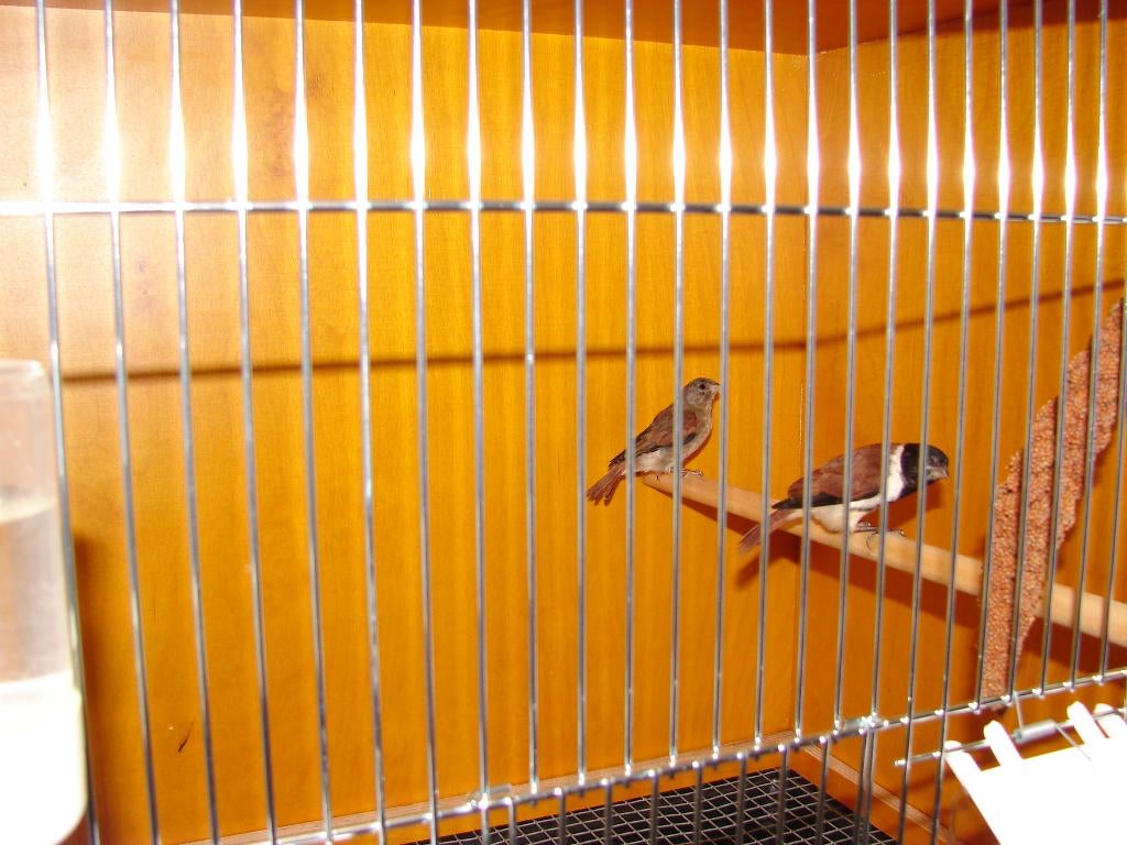 Twee mooie degelijke kooien 120x40x63, Ophalen, Gebruikt, Hout, Broedkooi of Kweekkooi