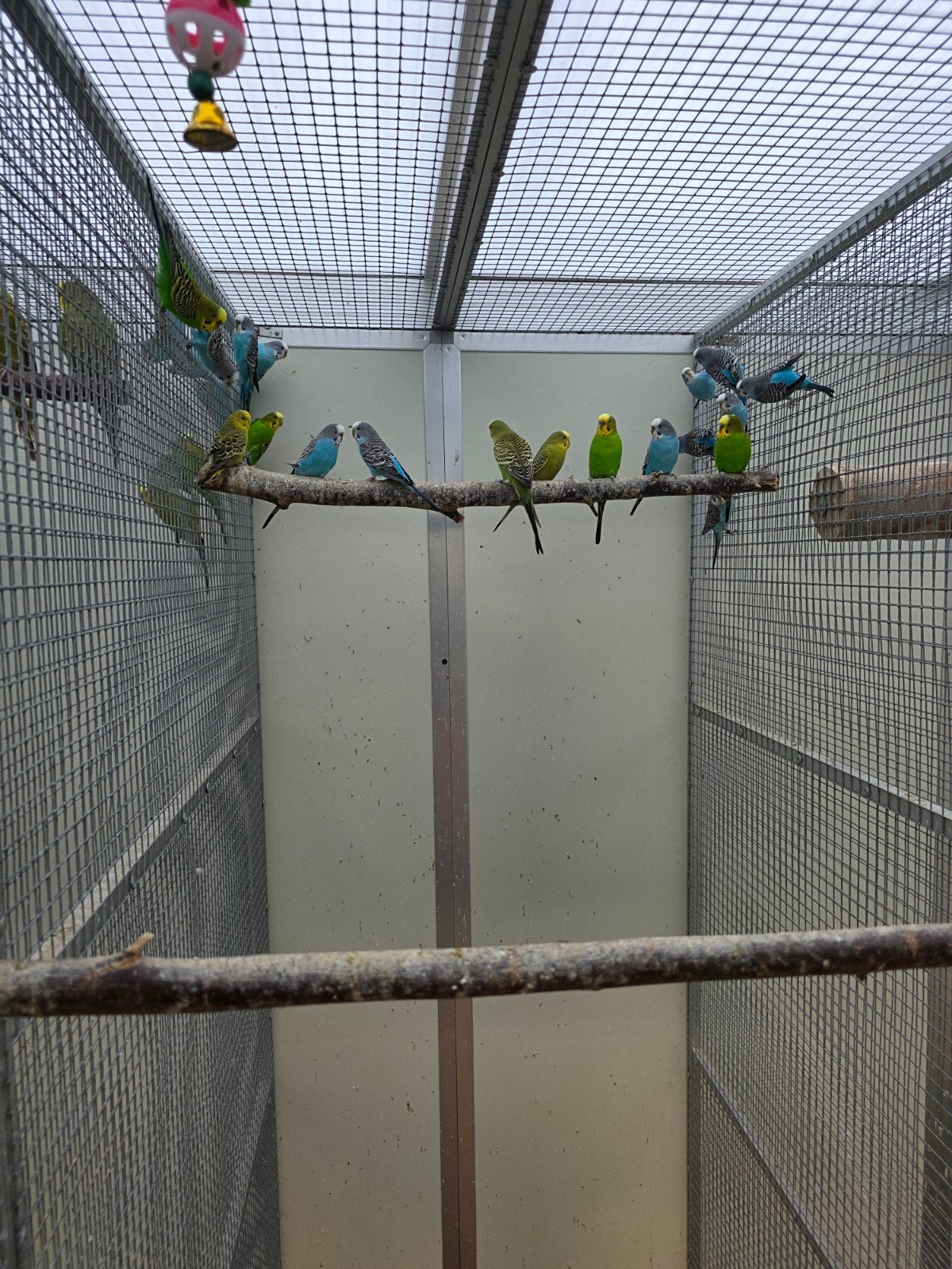 grasparkieten, Dieren en Toebehoren, Geringd