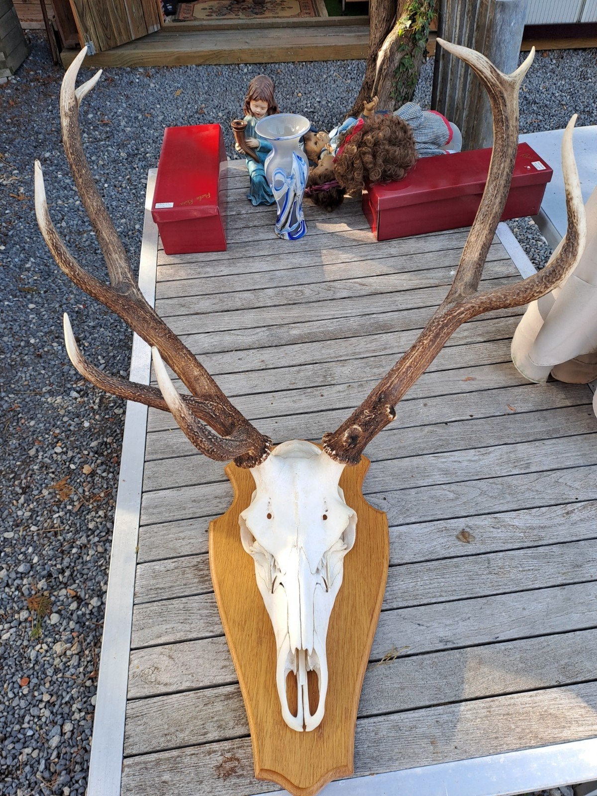 crâne de cerf avec bois, Enlèvement