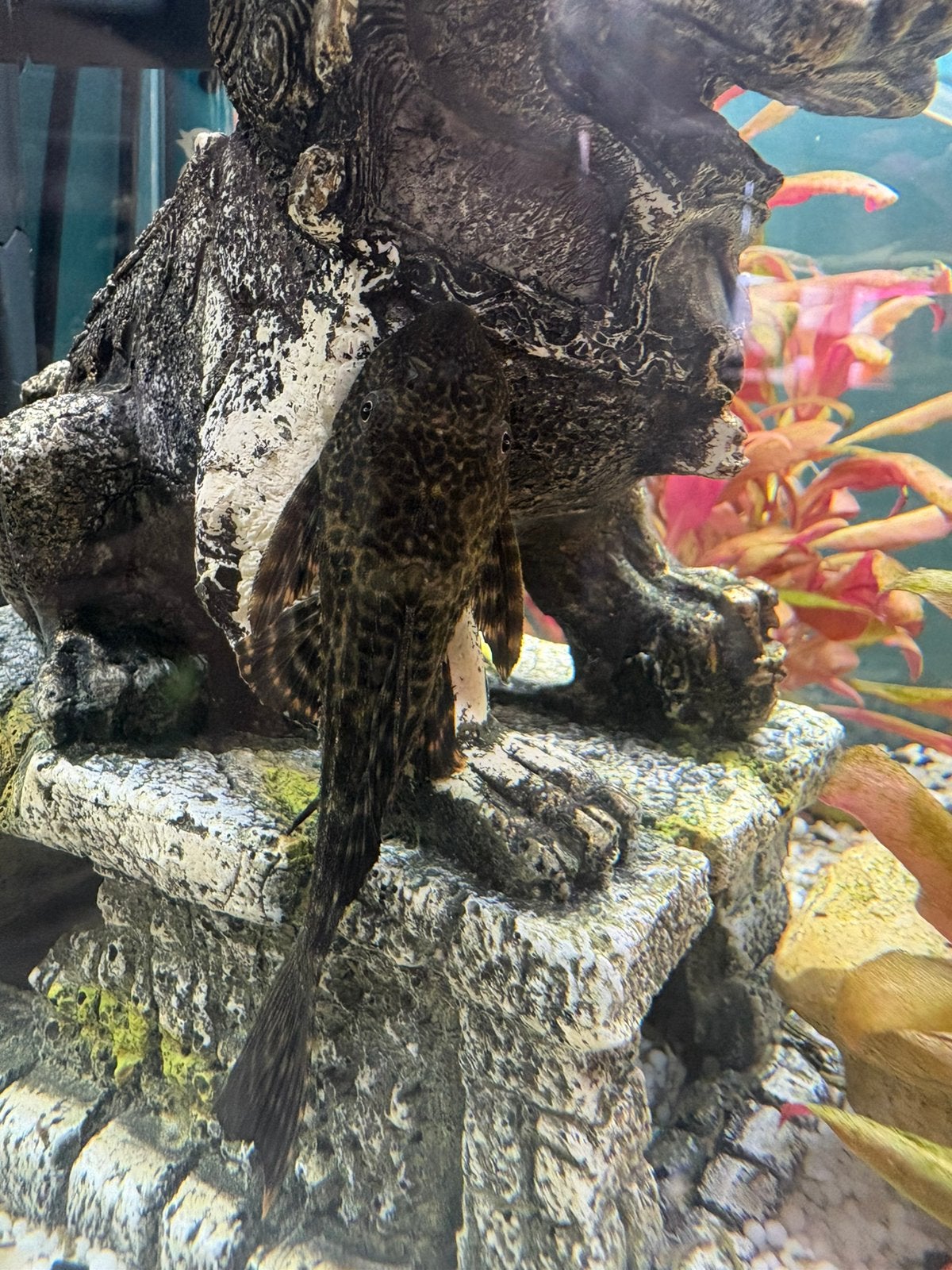À vendre – Poisson nettoyeur (Ancistrus / Pléco), Animaux & Accessoires, Enlèvement, Neuf