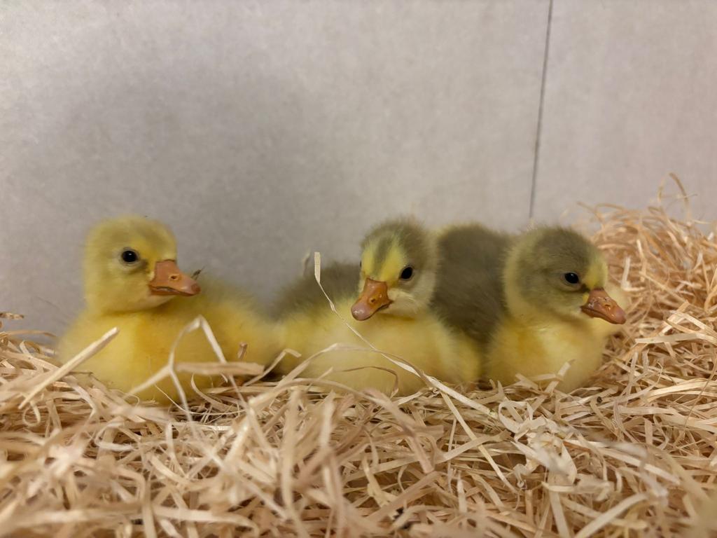 Jong pluimvee, Dieren en Toebehoren, Geslacht onbekend, Kip