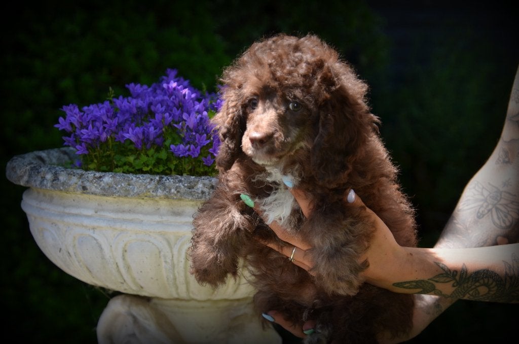 Poedel pups, Poedel, België, 15 weken tot 1 jaar, Reu