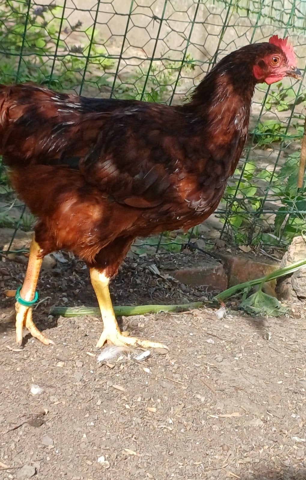 Jonge haan, Mannelijk, Kip
