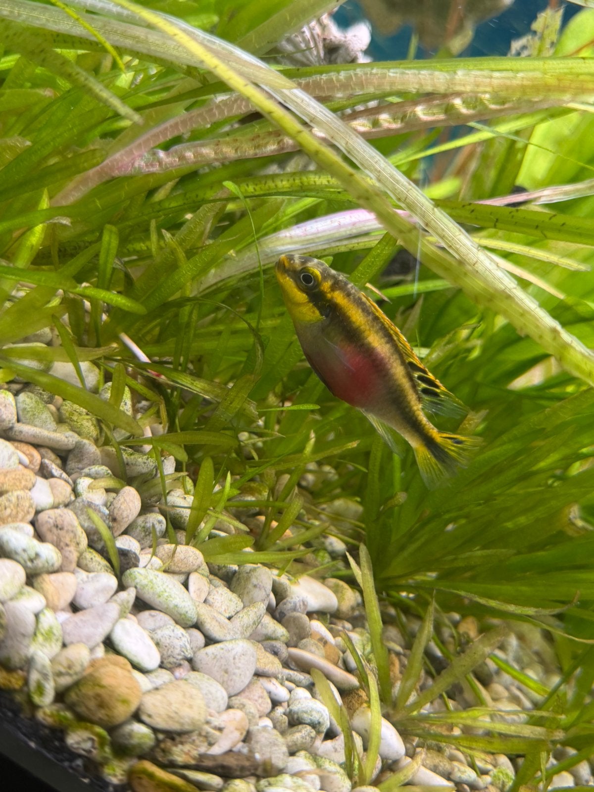 Warmwater vissen te koop, Dieren en Toebehoren, Vissen | Aquariumvissen, Vis, Zoetwatervis