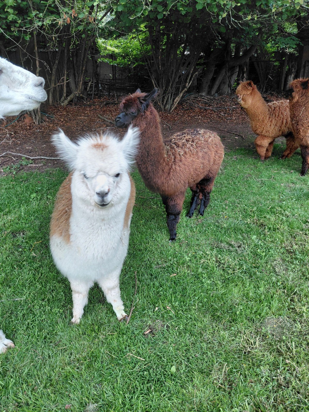 prachtige alpaca merrie veulens, Dieren en Toebehoren, Augustus, Vrouwelijk