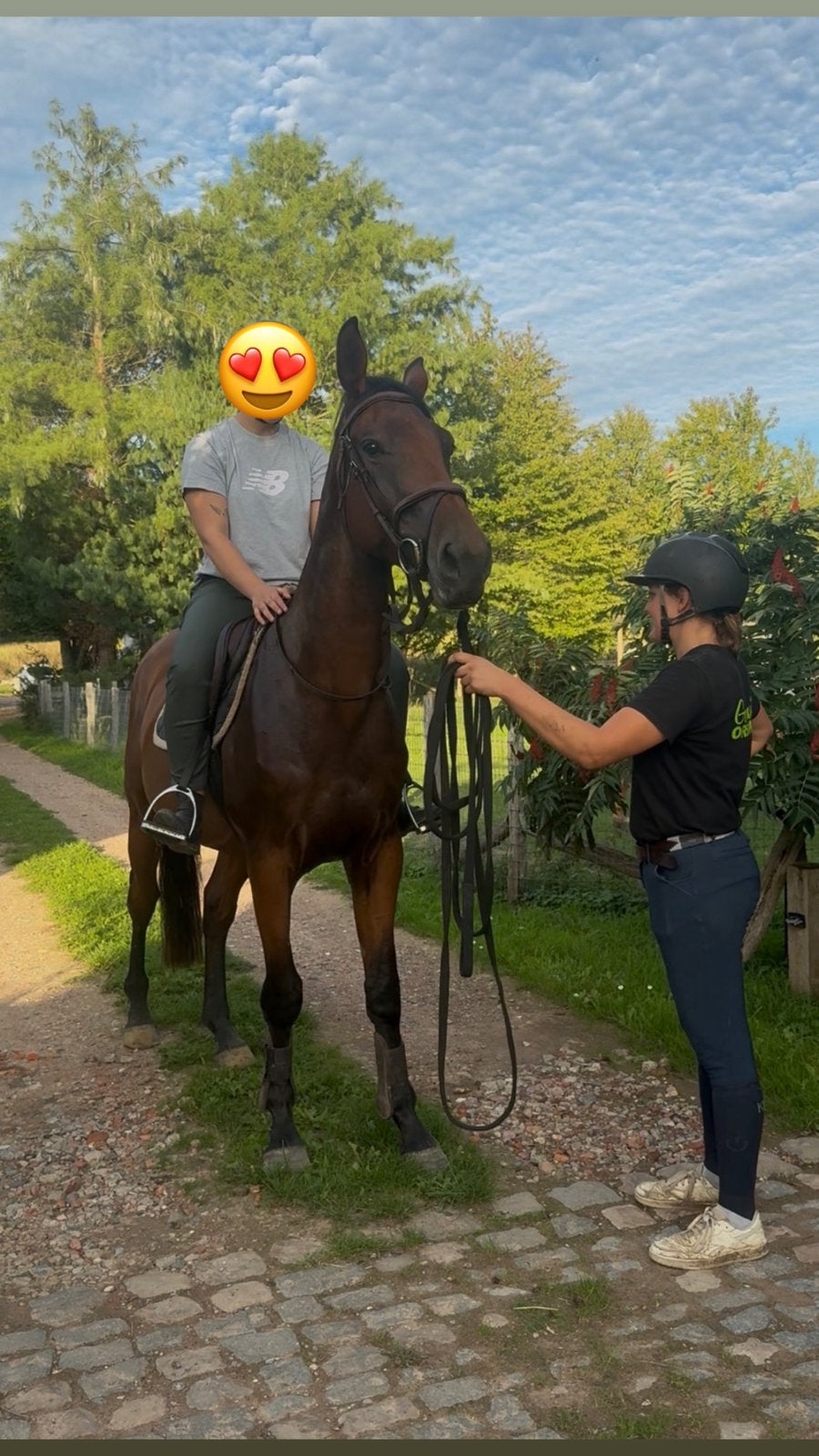 3 jarig springpaard, Springpaard, Met stamboom, Ruin, 3 tot 6 jaar
