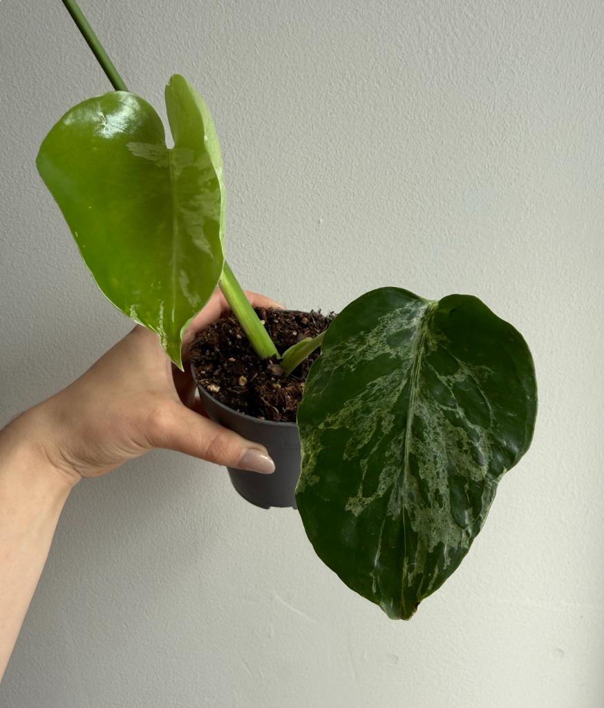 Monstera Bulbasaur, Huis en Inrichting, Kamerplanten, Overige soorten, Minder dan 100 cm, Groene kamerplant, Halfschaduw