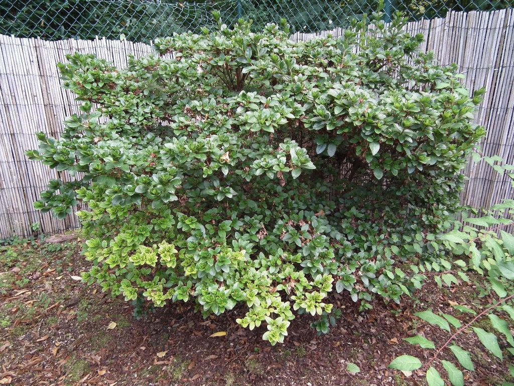 Azalea met rode bloemen. (Hoogte 1M40/Omtrek 6M), Ophalen, Rhododendron, Struik, 100 tot 250 cm