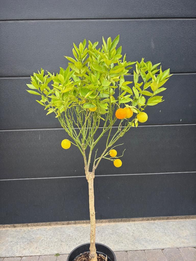Sinaasappelboom citrus sinensis - 8/10cm stamomtrek/150cm hg, Tuin en Terras, Ophalen, Lente, Overige soorten, Volle zon