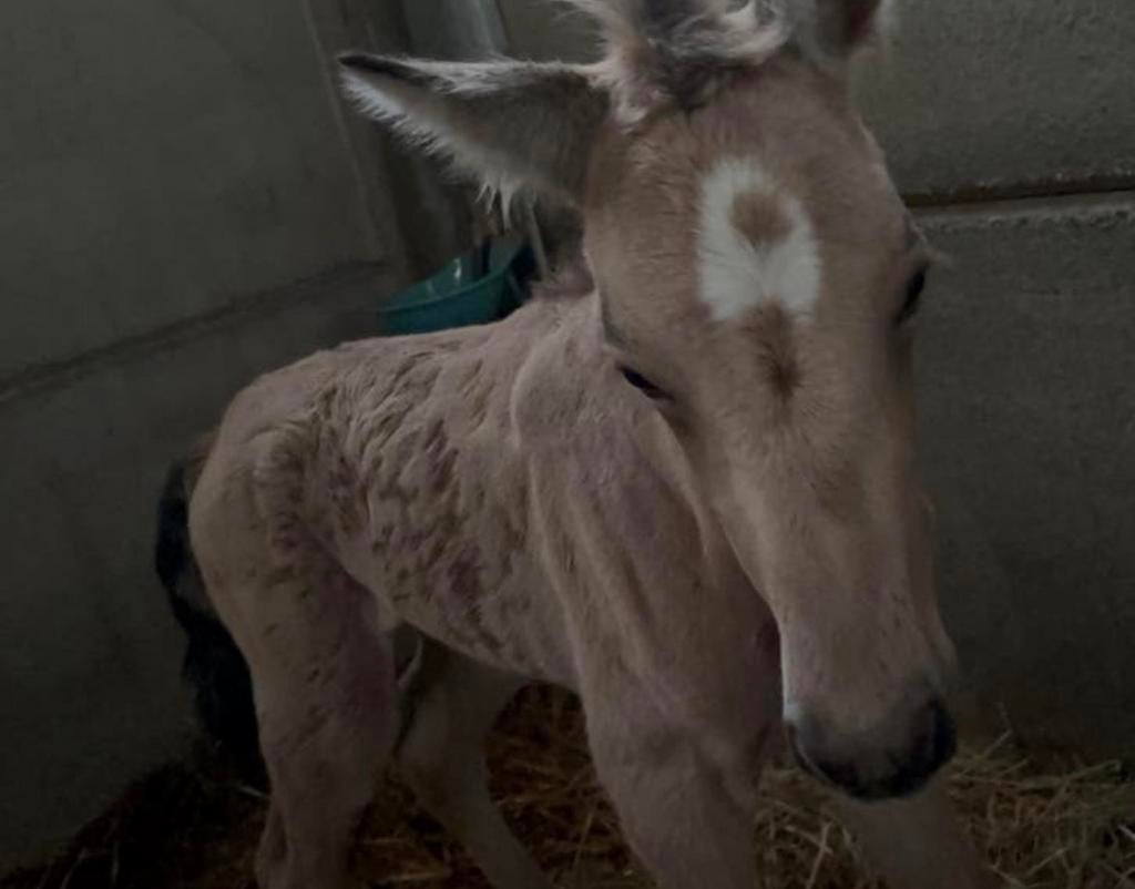 Jaarlingen (‘25) en veulens (‘26)PRE (Spaanse paarden) ANCCE, Merrie, Met stamboom, Niet van toepassing, 0 tot 2 jaar
