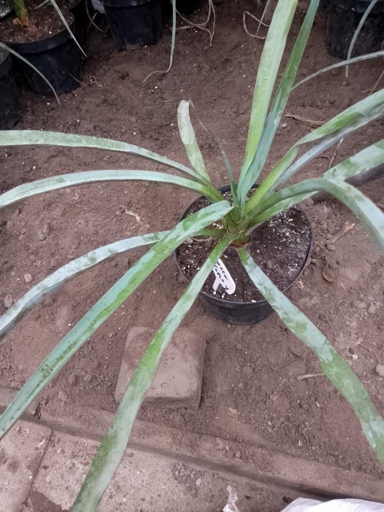yucca torreyi, Ophalen