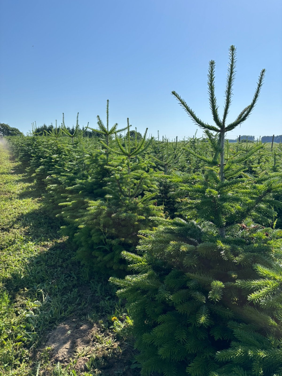 Sapin de Noël nordmann, Jardin & Terrasse, Plantes | Arbres, Enlèvement