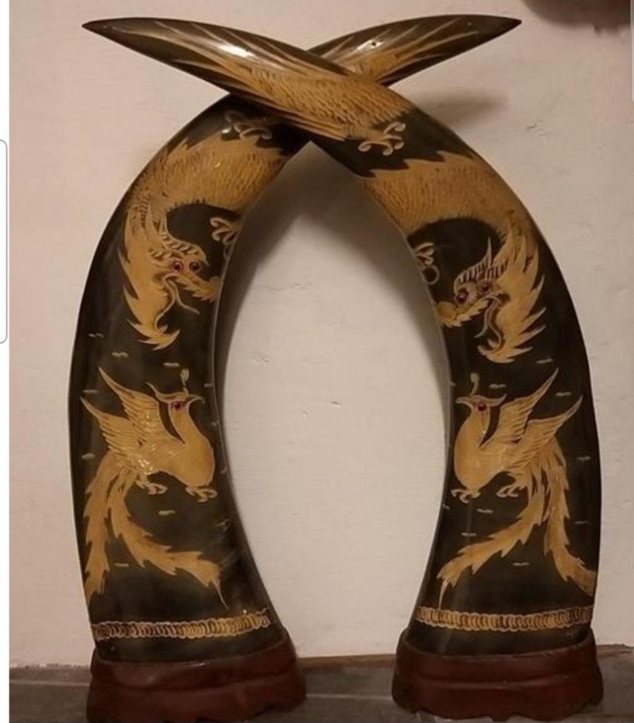 Paire Cornes de buffle H 45 cm a discuter, Enlèvement