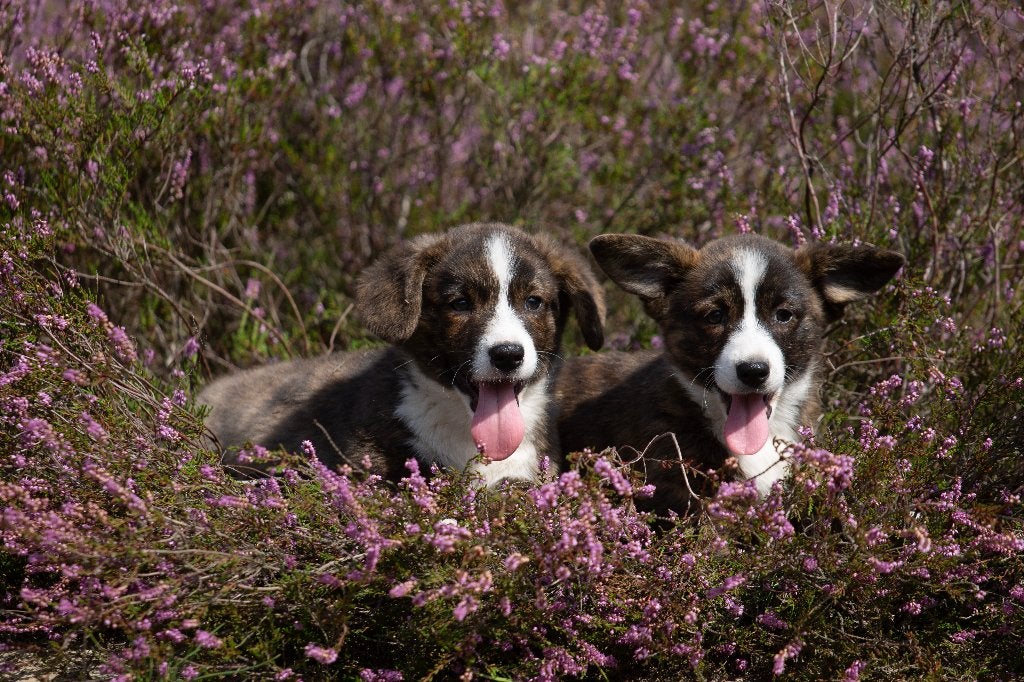 Prachtige, sociale welsh corgi pups., Dieren en Toebehoren, België, Fokker | Hobbymatig, Overige rassen, CDV (hondenziekte)