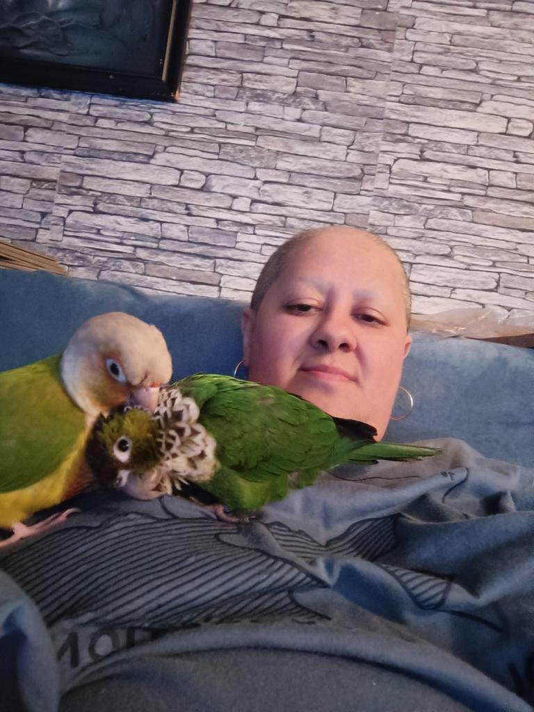 300€ tame Pyrhuras, Dieren en Toebehoren