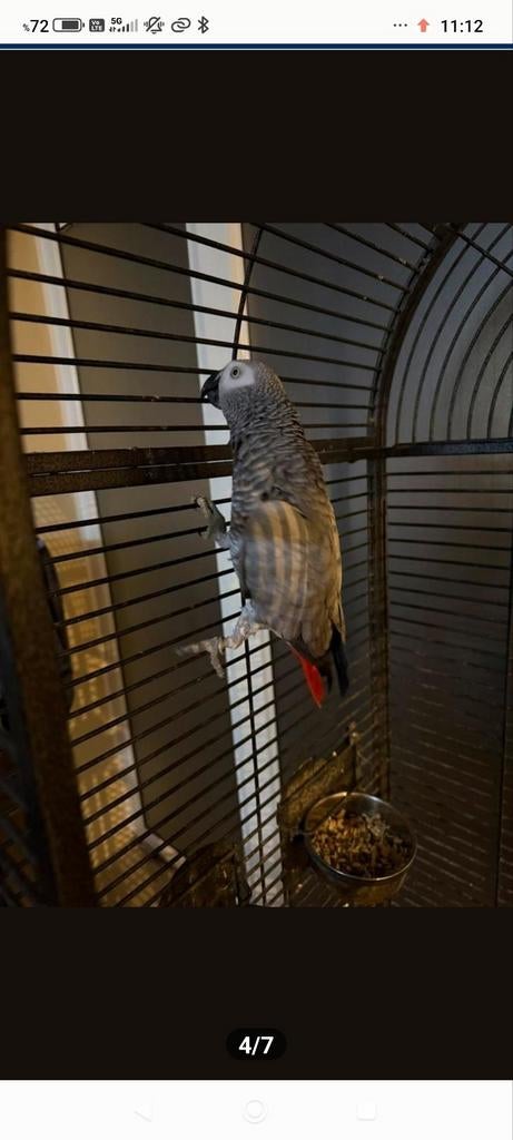 Grijze papegaai met kooi, vrouwtje, 7 jaar oud, Dieren en Toebehoren, Vogels | Parkieten en Papegaaien, Papegaai