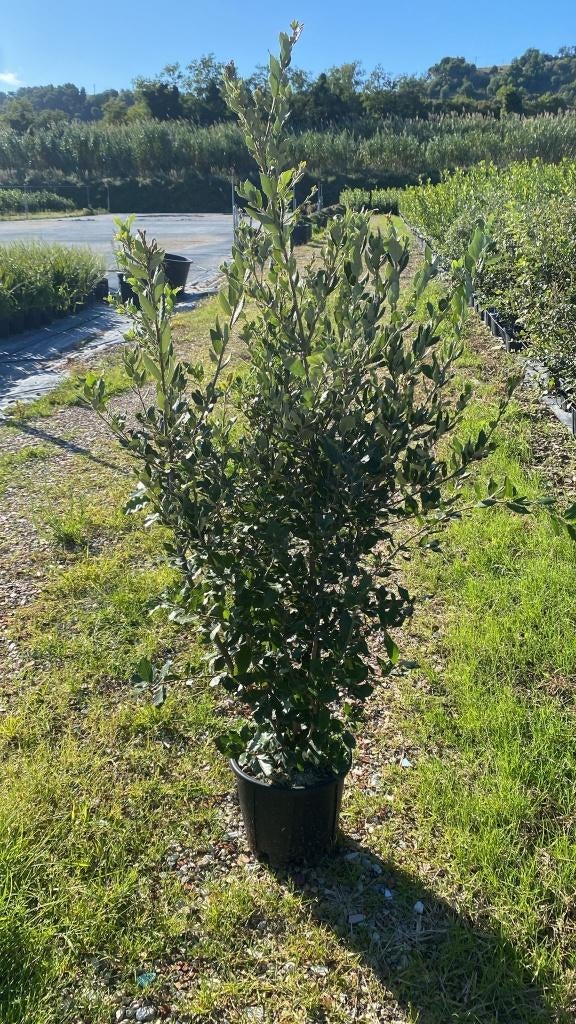 Quercus ilex haagplant, Jardin & Terrasse, Plantes | Arbustes & Haies, Enlèvement, Autres espèces, Haie