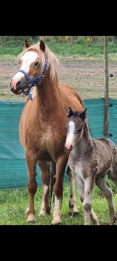 Prachtige Wels A stamboek merrie, Moins de 160 cm, Non dressé, Cheval d'attelage, Avec pedigree