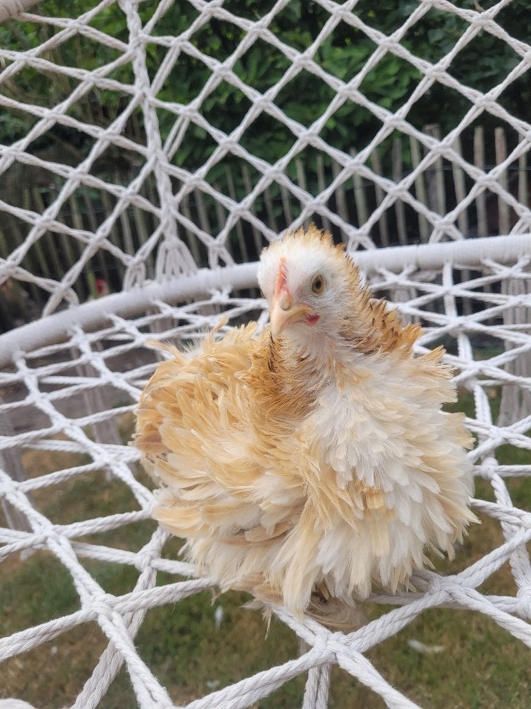 Cochin hennen, Dieren en Toebehoren, Pluimvee, Vrouwelijk, Kip