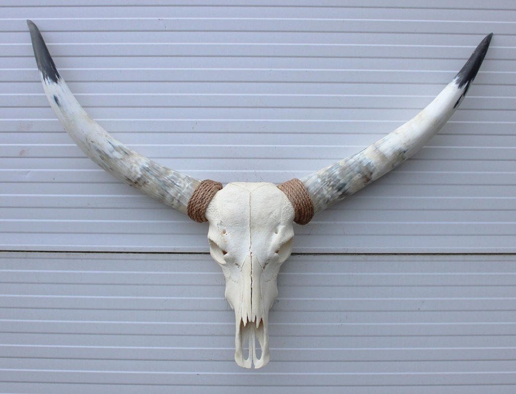 Grote schedel TEXAS STYLE LONGHORN 120 cm - ref. H, Enlèvement, Neuf, Animal de ferme, Crâne