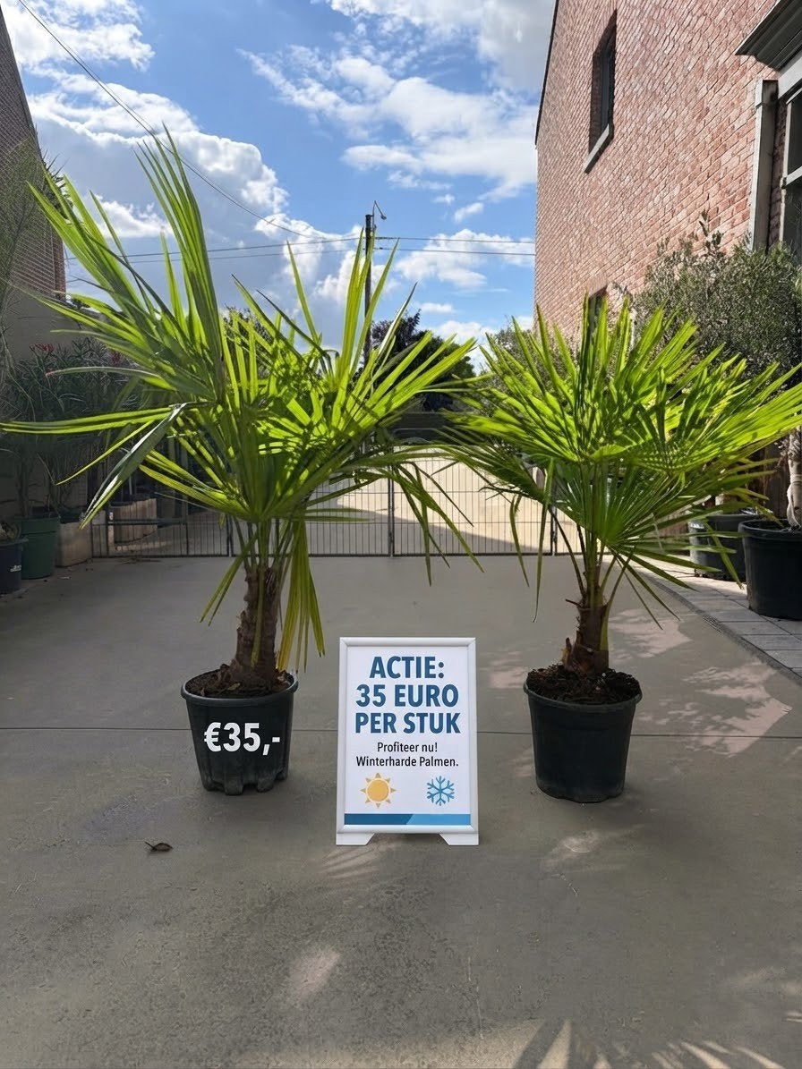 ‼️palmbomen trachycarpus fortunei aan promoprijzen ‼️, Tuin en Terras, Ophalen