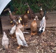 Indische loopeenden of fleseenden, Dieren en Toebehoren, Pluimvee, Meerdere dieren, Eend